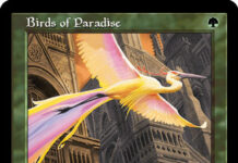 Birds of Paradise