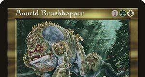 Anurid Brushhopper