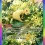 Leafeon ex – Triumphant Light – Pokémon TCG Pocket Card of the Day